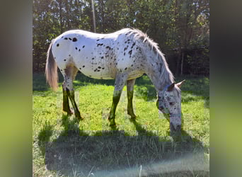 Appaloosa, Klacz, 16 lat, 155 cm