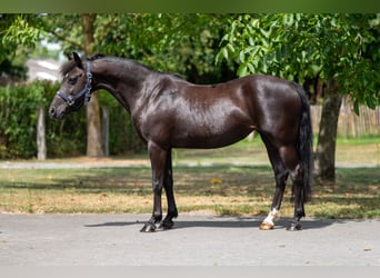 Appaloosa, Klacz, 17 lat, 128 cm, Skarogniada