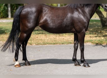 Appaloosa, Klacz, 17 lat, 128 cm, Skarogniada