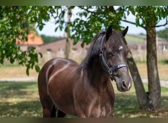Appaloosa, Klacz, 17 lat, 128 cm, Skarogniada