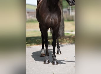 Appaloosa, Klacz, 17 lat, 128 cm, Skarogniada