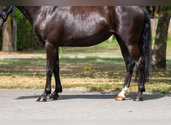 Appaloosa, Klacz, 17 lat, 128 cm, Skarogniada
