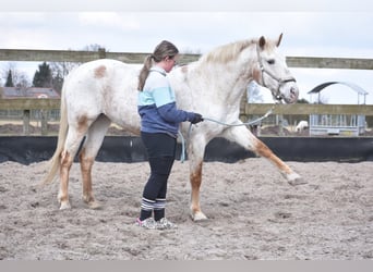 Appaloosa, Klacz, 19 lat, 148 cm, Gniadodereszowata