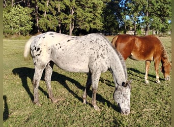 Appaloosa, Klacz, 19 lat, 152 cm, Karodereszowata