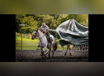 Appaloosa, Klacz, 19 lat, 160 cm, Kasztanowatodereszowata