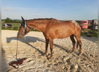 Appaloosa Mix, Klacz, 19 lat, 164 cm