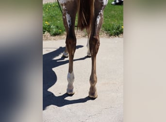 Appaloosa, Klacz, 1 Rok, 142 cm, Cisawa