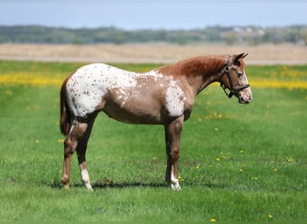 Appaloosa, Klacz, 1 Rok, 142 cm, Cisawa