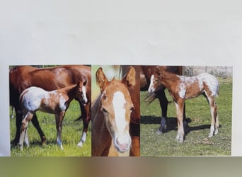 Appaloosa, Klacz, 1 Rok, 142 cm, Cisawa
