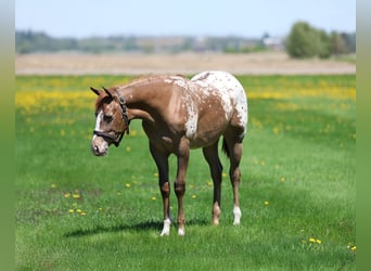 Appaloosa, Klacz, 1 Rok, 142 cm, Cisawa