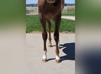 Appaloosa, Klacz, 1 Rok, 142 cm, Cisawa
