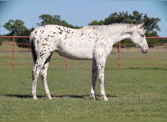 Appaloosa, Klacz, 1 Rok, 142 cm, Gniada