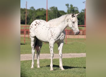 Appaloosa, Klacz, 1 Rok, 142 cm, Gniada