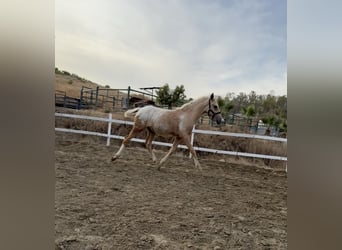 Appaloosa, Klacz, 1 Rok, 146 cm, Perłowa