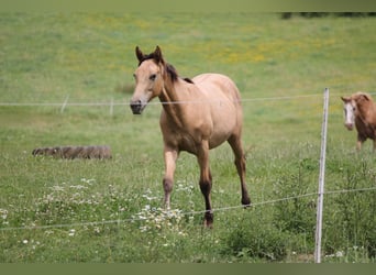 Appaloosa Mix, Klacz, 1 Rok, 150 cm, Bułana