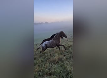 Appaloosa, Klacz, 1 Rok, 150 cm, Kasztanowata