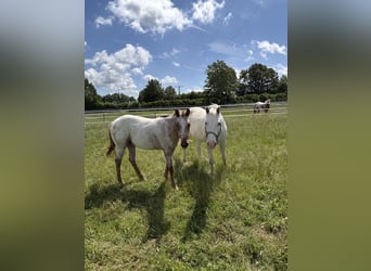 Appaloosa, Klacz, 1 Rok, 152 cm, Kasztanowata