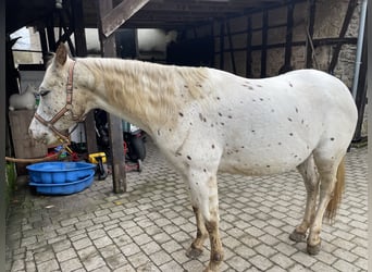 Appaloosa, Klacz, 1 Rok, 152 cm