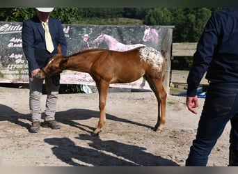 Appaloosa, Klacz, 1 Rok, 152 cm