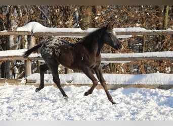Appaloosa Mix, Klacz, 1 Rok, 155 cm, Kara