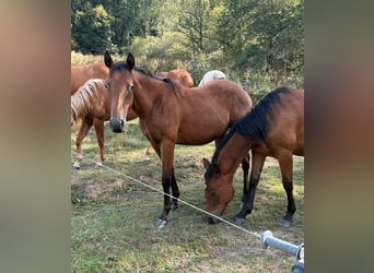 Appaloosa Mix, Klacz, 1 Rok, 156 cm, Ciemnogniada