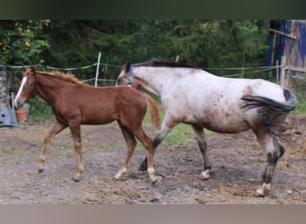 Appaloosa Mix, Klacz, 1 Rok, 156 cm, Gniadodereszowata