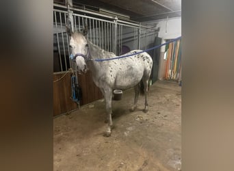 Appaloosa, Klacz, 1 Rok, 165 cm