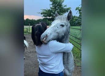 Appaloosa, Klacz, 1 Rok, 165 cm