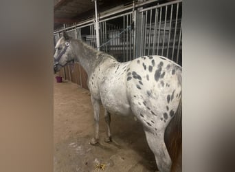 Appaloosa, Klacz, 1 Rok, 165 cm