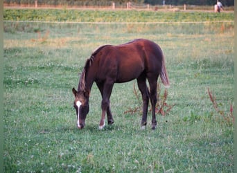 Appaloosa, Klacz, 1 Rok, Kasztanowata