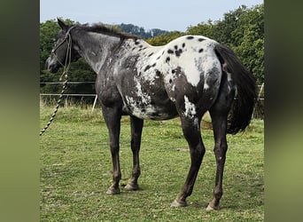 Appaloosa, Klacz, 20 lat, 151 cm, Grullo