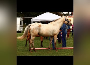 Appaloosa, Klacz, 20 lat, 164 cm, Jelenia