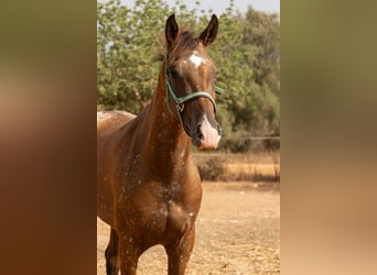 Appaloosa, Klacz, 2 lat, 146 cm, Gniada