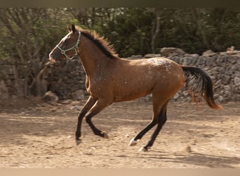 Appaloosa, Klacz, 2 lat, 146 cm, Gniada