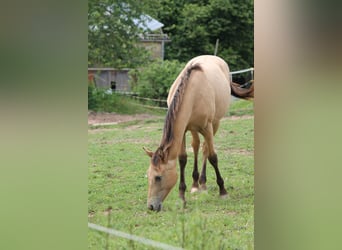 Appaloosa Mix, Klacz, 2 lat, 150 cm, Bułana