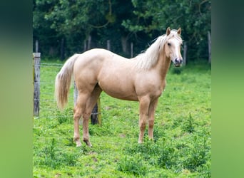 Appaloosa, Klacz, 2 lat, 150 cm, Izabelowata