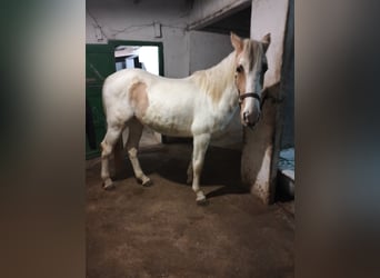 Appaloosa, Klacz, 2 lat, 152 cm, Izabelowata