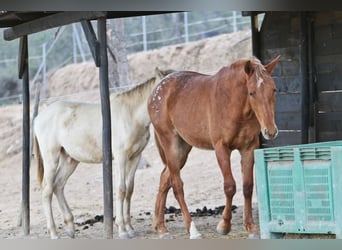 Appaloosa Mix, Klacz, 2 lat, 156 cm, Tarantowata