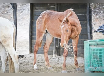 Appaloosa Mix, Klacz, 2 lat, 156 cm, Tarantowata