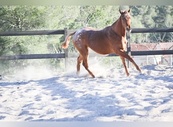 Appaloosa Mix, Klacz, 2 lat, 160 cm, Kasztanowata