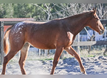 Appaloosa Mix, Klacz, 2 lat, 160 cm, Kasztanowata