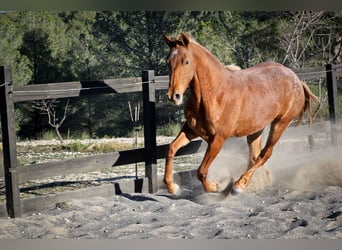 Appaloosa Mix, Klacz, 2 lat, 160 cm, Kasztanowata