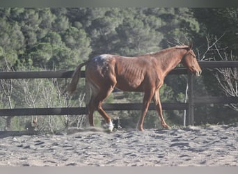 Appaloosa Mix, Klacz, 2 lat, 160 cm, Kasztanowata