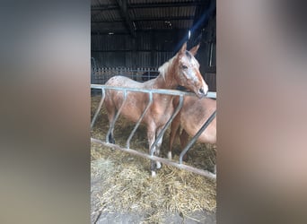 Appaloosa, Klacz, 2 lat, 160 cm