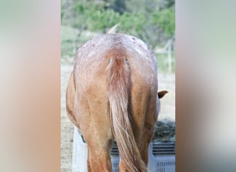 Appaloosa Mix, Klacz, 2 lat, 160 cm, Tarantowata