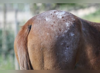 Appaloosa Mix, Klacz, 2 lat, 160 cm, Tarantowata