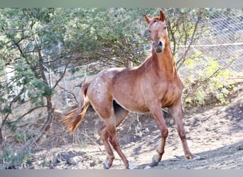 Appaloosa Mix, Klacz, 2 lat, 160 cm, Tarantowata
