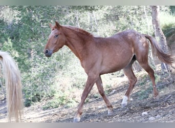 Appaloosa Mix, Klacz, 2 lat, 160 cm, Tarantowata