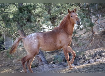 Appaloosa Mix, Klacz, 2 lat, 160 cm, Tarantowata