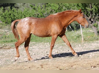 Appaloosa Mix, Klacz, 2 lat, 160 cm, Tarantowata